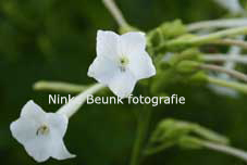 bloem4